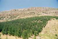 Tokai Plantation ridge and fynbos regrowth