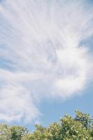 Cirrus pattern over trees