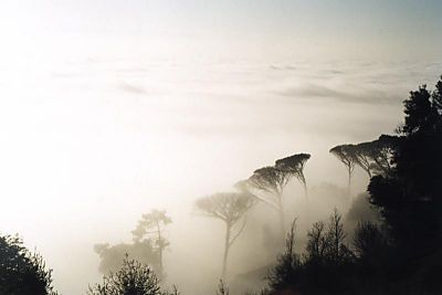 trees rising out of mist