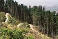 Cecila Plantation edge and jeep-track zip-zag