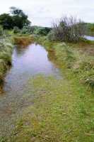 flooded footpath in Zandvlei Nature Reserve