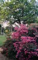 pink flowers in Wynberg Park