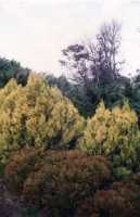 yellow bush in Wynberg Park