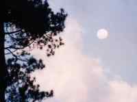 full moon rising behind pine tree