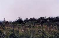 flock of ostriches