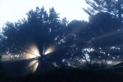 sunbeams though foggy tree
