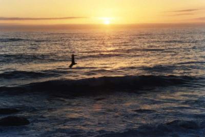 sunset over waves with seagull