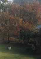 misty trees with autumn leaves