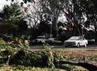 large branches brought down by autumn gales